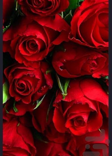 عکس گل رز برای صفحه گوشی