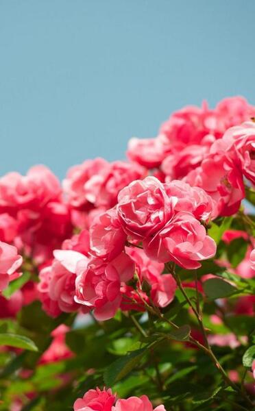 عکس گل رز برای صفحه گوشی