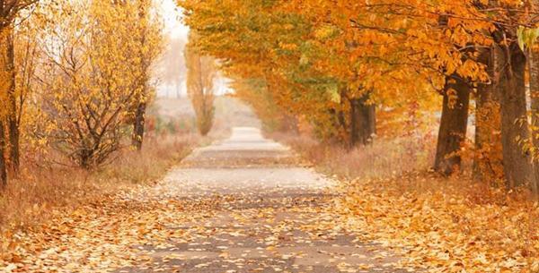 عکس برگ های فصل پاییز