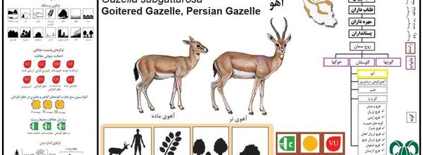 عکس آهو های ایرانی