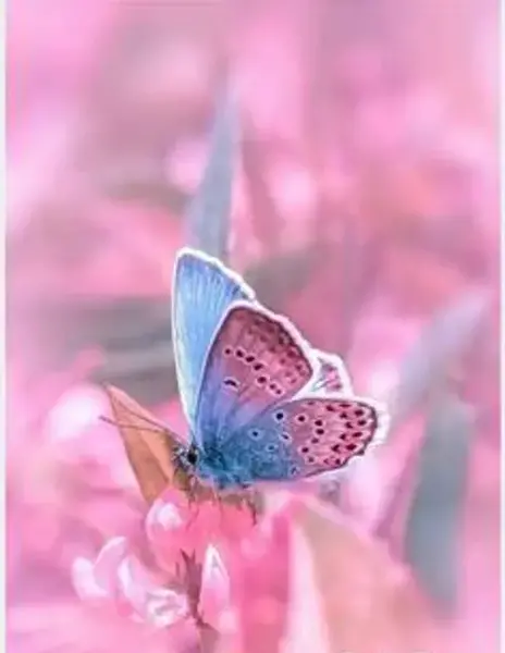 عکس پروانه کیوت