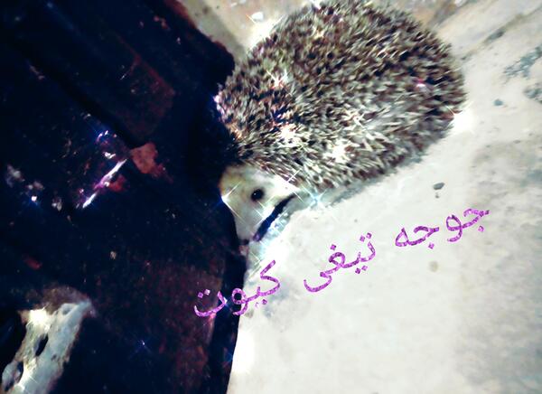 عکس جوجه تیغی کیوت