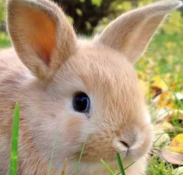 عکس خرگوش خوشگل و ناز