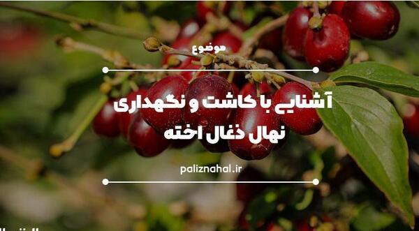 عکس شکوفه زغال اخته