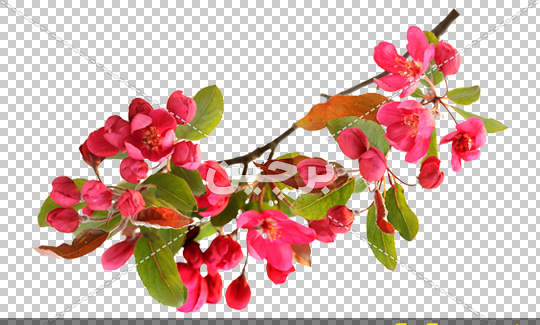 عکس شکوفه زغال اخته