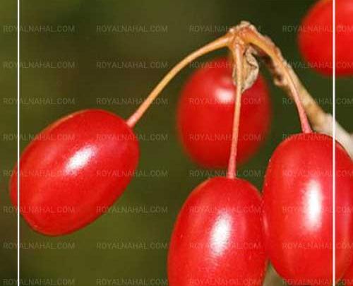 عکس شکوفه زغال اخته
