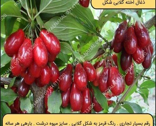 عکس شکوفه زغال اخته