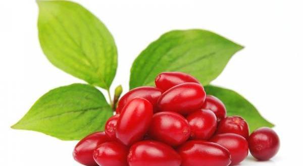عکس شکوفه زغال اخته
