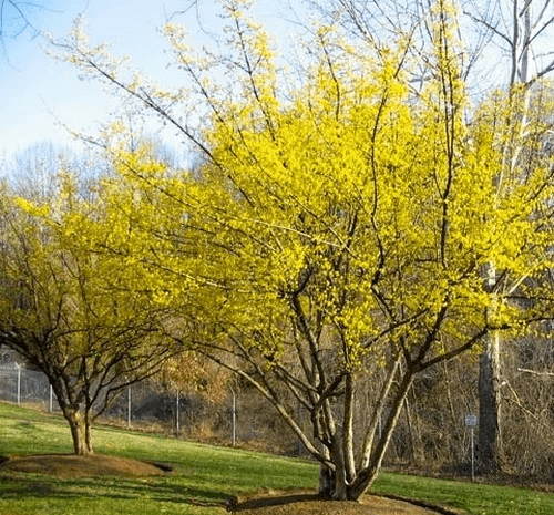 عکس شکوفه زغال اخته