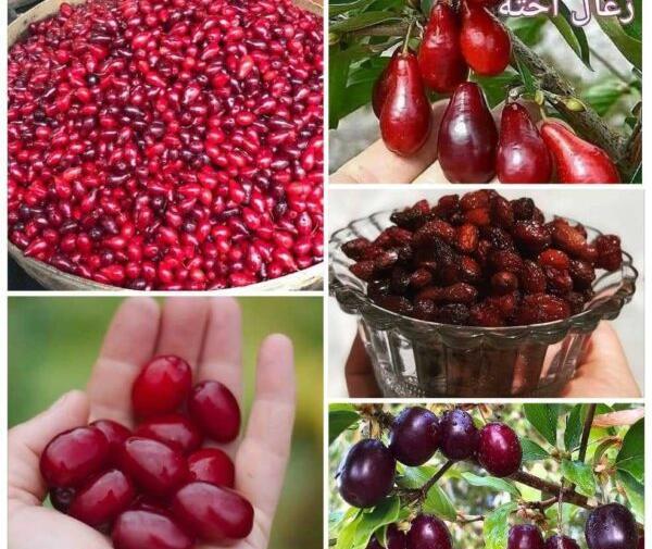 عکس شکوفه زغال اخته