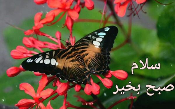 عکس پیام سلام صبح بخیر