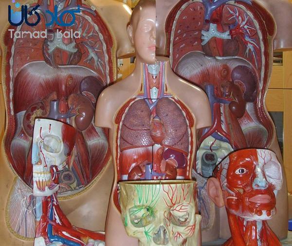 عکس اسکلت پزشکی