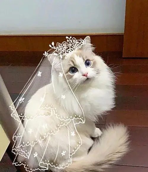 عکس گربه ناز