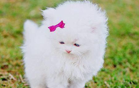 عکس گربه ناز