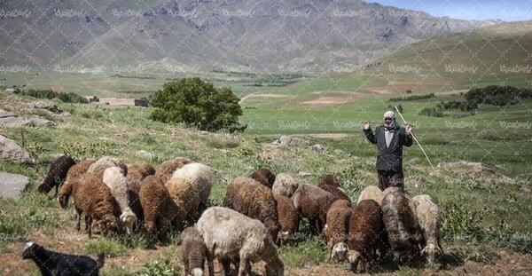 نمایشگاه عکس چوپان