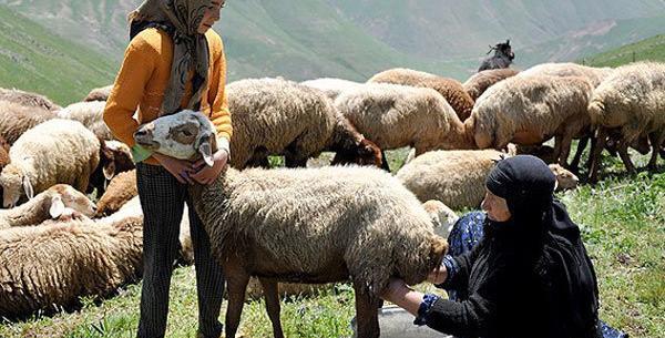 نمایشگاه عکس چوپان