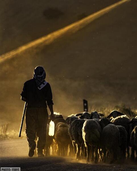 نمایشگاه عکس چوپان