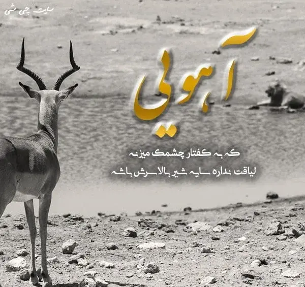 عکس آهو کیوت