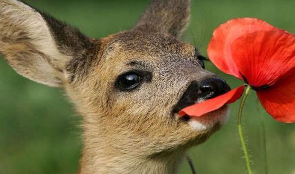 عکس آهو کیوت