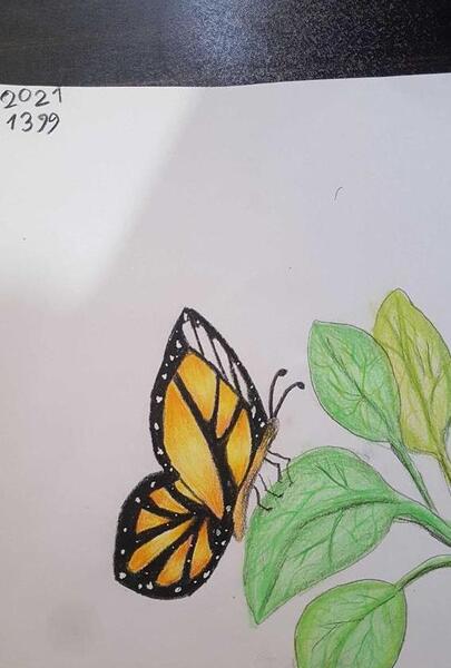 عکس نقاشی ساده ی پروانه