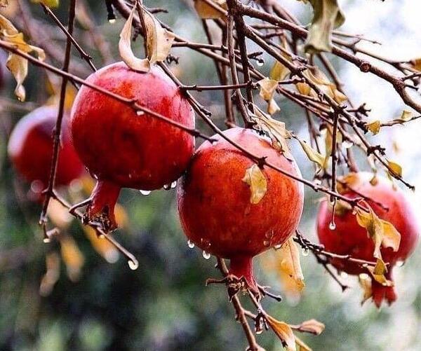 عکس از پاییز بارانی