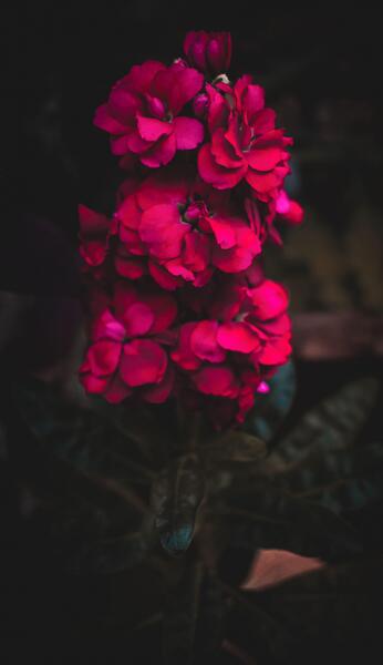 عکس تصویر زمینه باکیفیت