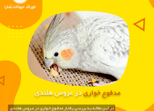 عکس فضله عروس هلندی