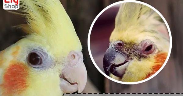 عکس فضله عروس هلندی