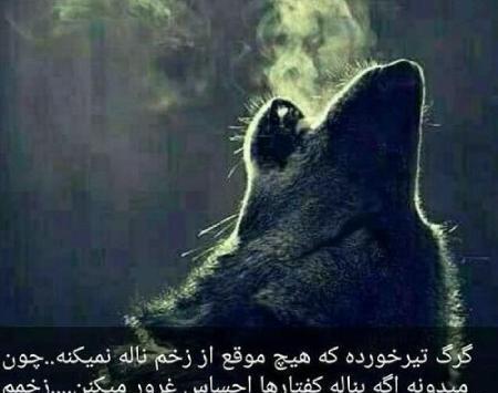 عکس نوشته های زیبا گرگ
