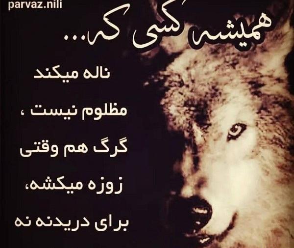 عکس نوشته های زیبا گرگ