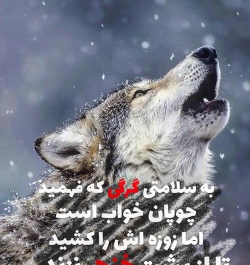 عکس نوشته های زیبا گرگ