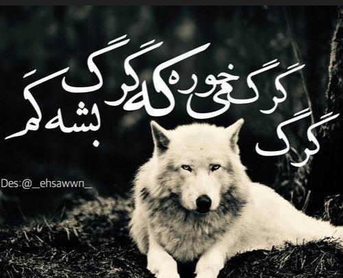 عکس نوشته های زیبا گرگ