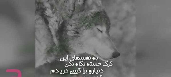 عکس نوشته های زیبا گرگ