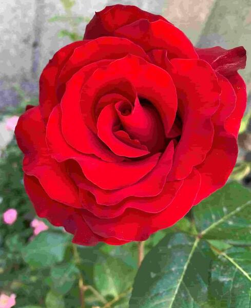 عکس گل گلی
