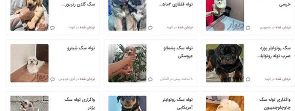 عکس توله سگ پشمالو ایران