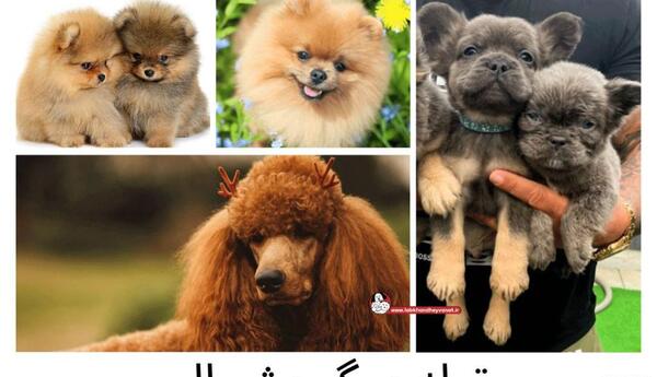 عکس توله سگ پشمالو ایران