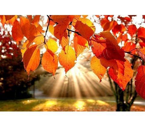 عکس های پاییزی برای پروفایل