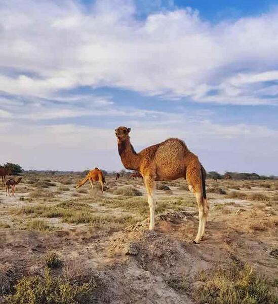عکس شتر عروس