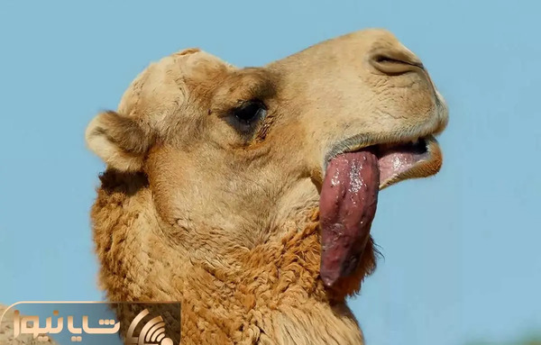 عکس شتر عروس