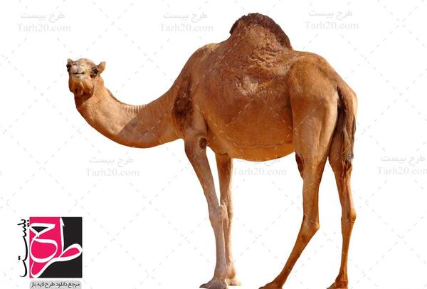 عکس شتر عروس