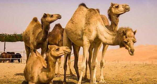 عکس شتر عروس