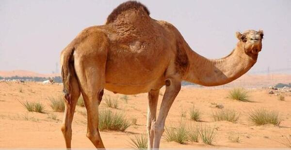 عکس شتر عروس