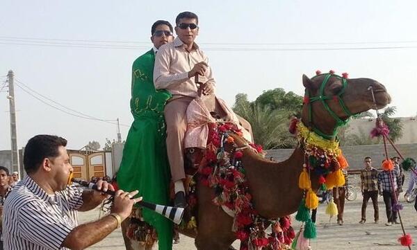 عکس شتر عروس