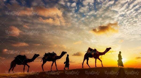 عکس شتر عروس