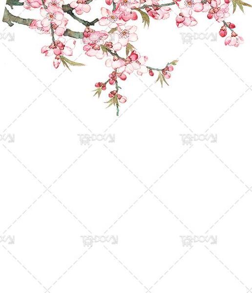 عکس شکوفه های بهاری نقاشی