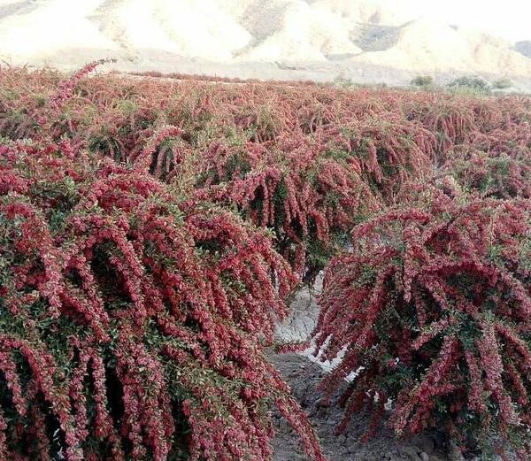 عکس درختچه زرشک