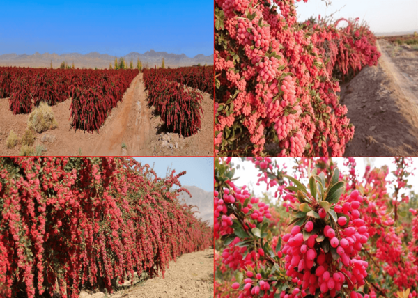 عکس درختچه زرشک