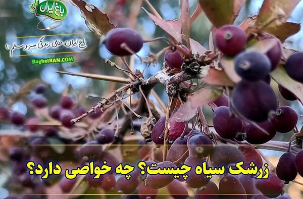عکس درختچه زرشک