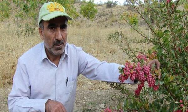 عکس درختچه زرشک