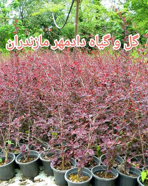 عکس درختچه زرشک